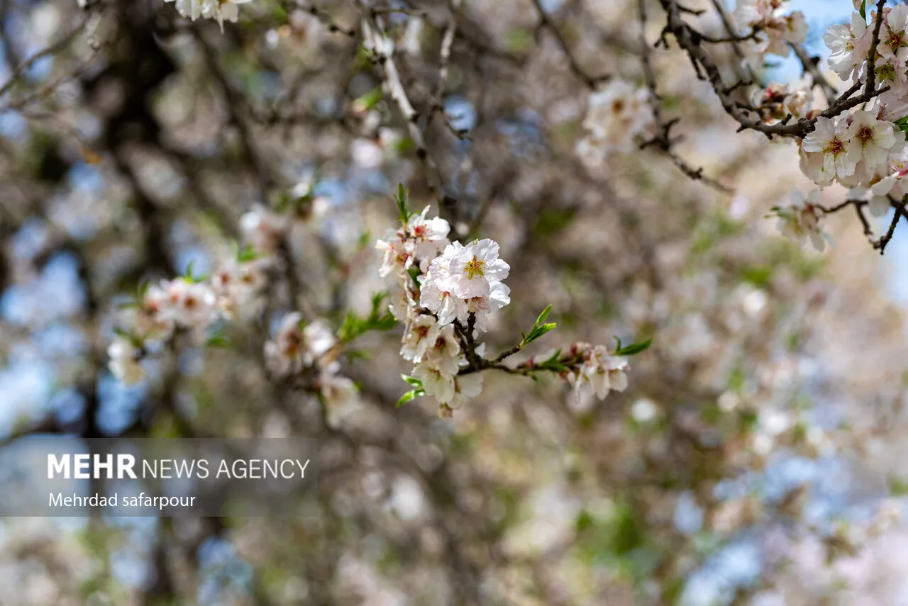 رقص شکوفه های بهاری در دشت زرین گلستان/رستاخیز نوروزی از راه رسید